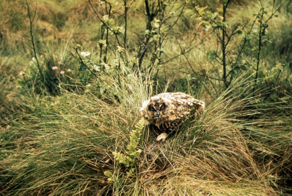 Bodenbrüter wie die Sumpfohreule finden in Hochmooren wie der Tinner Dose Brut- und Nahrungs-möglichkeiten. Gelege und Jungvögel werden auch durch Schwelbrände vernichtet. Foto: Gerhard Großkopf / BSH-Archiv