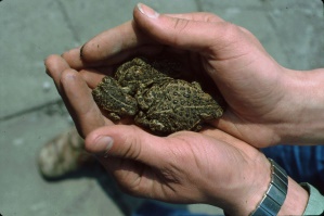 Hochmoore sind heute auch Refugien für Kreuzkröten (hier im Bild während einer Rettungsaktion in Diepholz), Reptilien, bodenbrütende Schnepfen und andere Wirbeltiere. Foto: BSH-Archiv