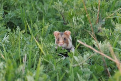 Der Feldhamster gilt als „vom Aussterben bedroht“. Jahrzehntelange Verfolgung
und intensive landwirtschaftliche Nutzung haben seine Bestände um
 90% reduziert. Heute überlebt er in wenigen Restvorkommen
d. Braunschweiger, Hildesheimer u. Calenberger; Quelle nlwkn.niedersachsen